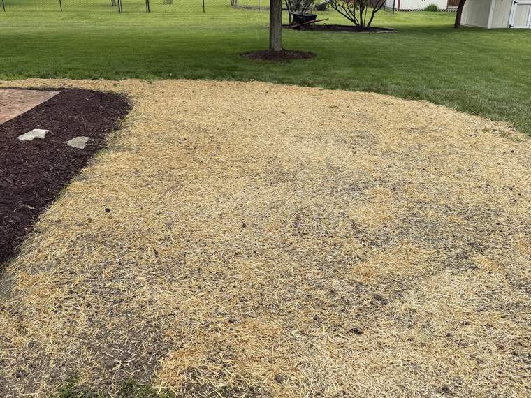 Drainage trench backfilled, seeded and covered with straw across a front lawn